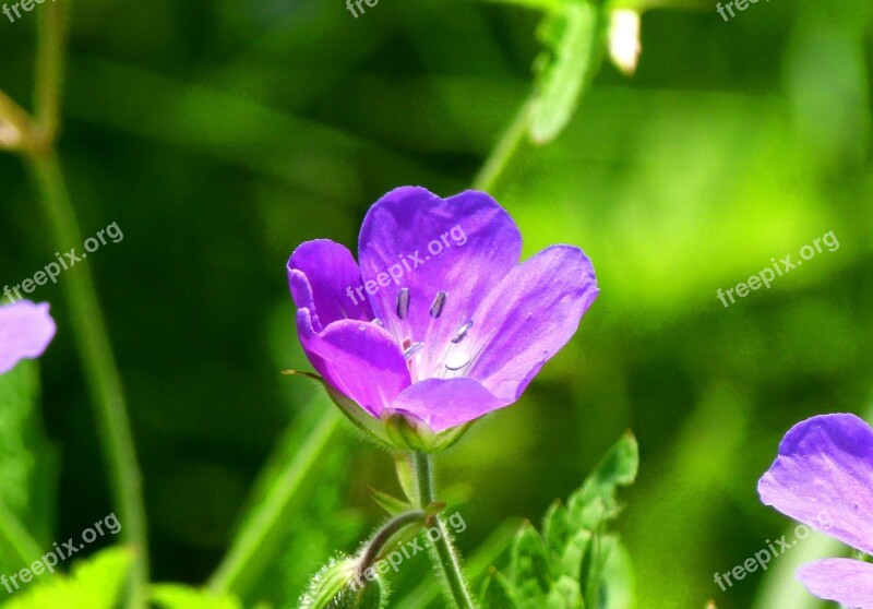 Meadow Mood Nature Flowers Spring