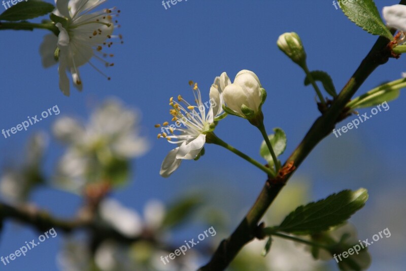 Blossom Old Country Meadow Mood Nature