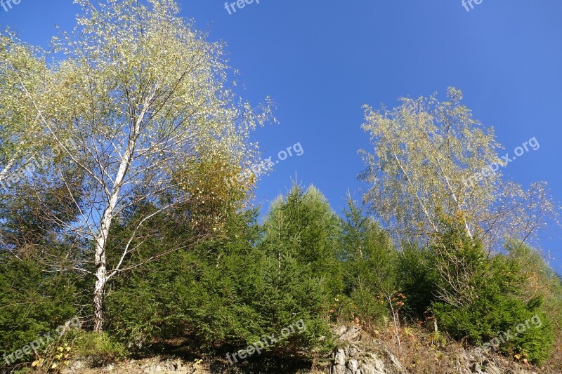 Landscape Deciduous Tree Clouds Sky Blue