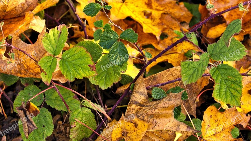 Autumn Blackberry Leaves Bramble September