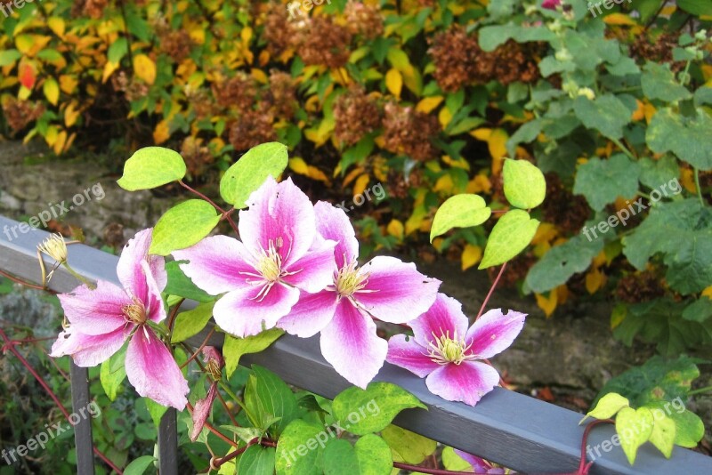 Autumn Flowers Clematis Garden Fence Grown Garden In Autumn