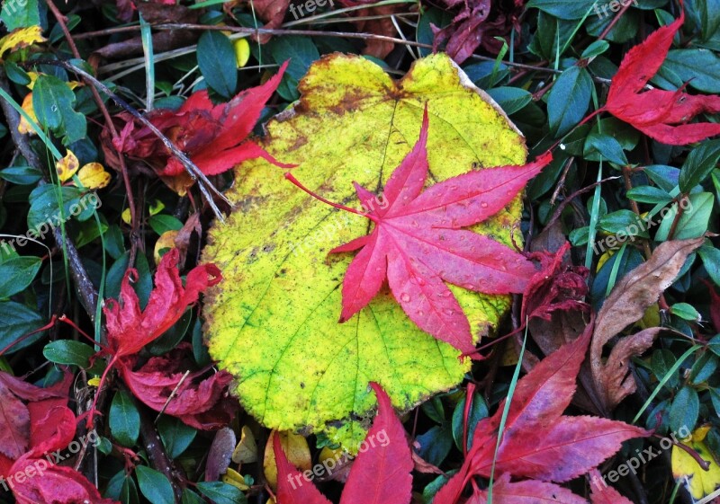 Colorful Fall Leaves Different Leaves Colorful Leaves Reddish Autumn Leaves Autumn Colours