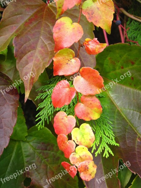 Small Wine Ranke Living Tree And Vine Leaves Colorful Garden In Autumn Wine Partner