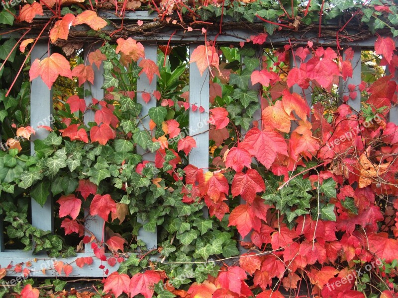 Garden In Autumn Wine Partner Ivy And Wine Fence Fouling