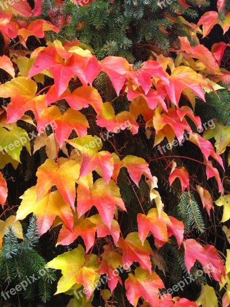 Garden In Autumn Wine Partner Fir And Wine Fence Fouling