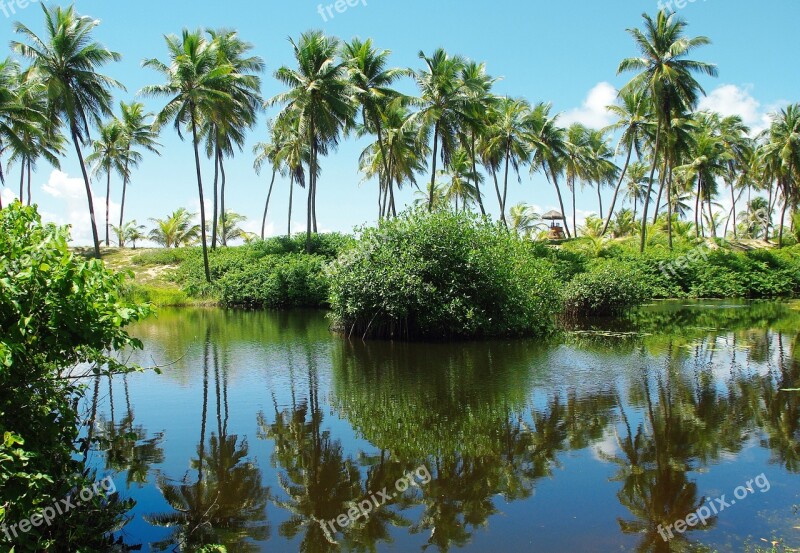 Brazilwood Costa Do Sauipe Coastline Lagoon Palm Trees