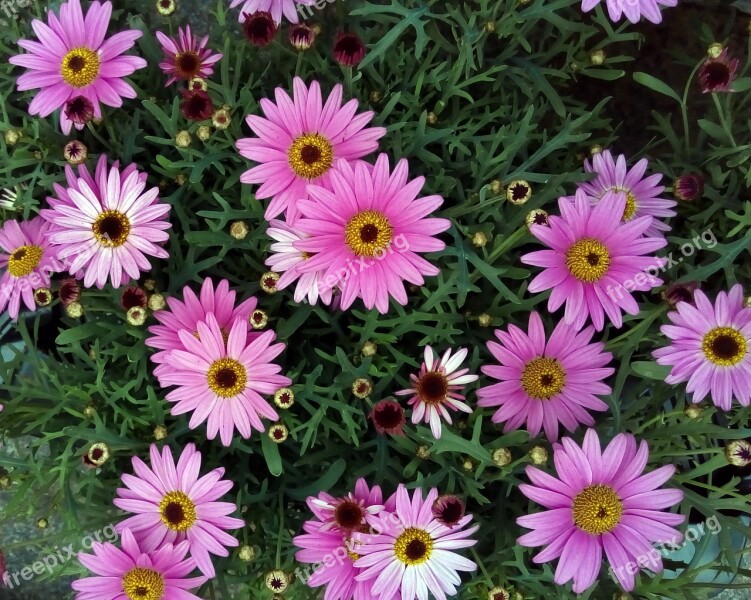 Asters Flower Pink Composite Rose Petals