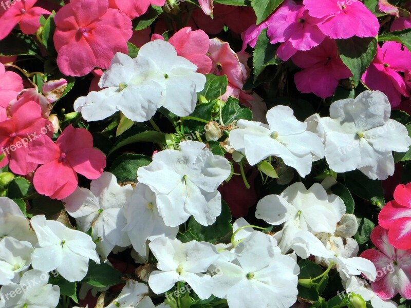 Begonias Jardiniere Pink Flowers White Flowers Bouquet