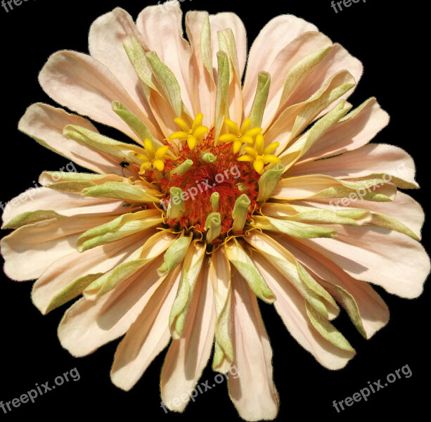 Flower Zinnia Garden Plant Flowering