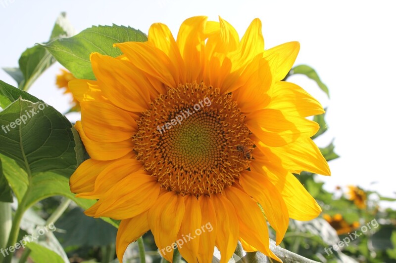 Sunflower Yellow Flower Fresh Flowering