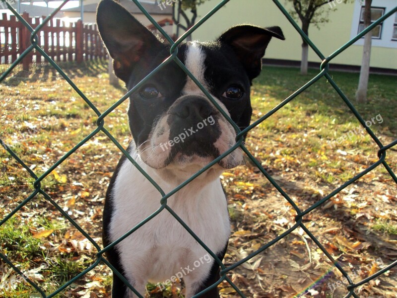 French Bulldog Dog Fence Animal Pets