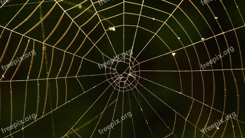 Cobweb Spider Web Free Photos