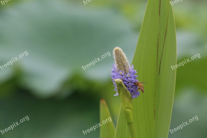 Bee Blur Plant Purple Flowers Free Photos