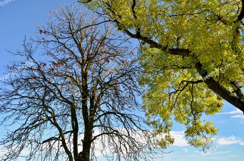 Autumn Trees Bare Nature Branch