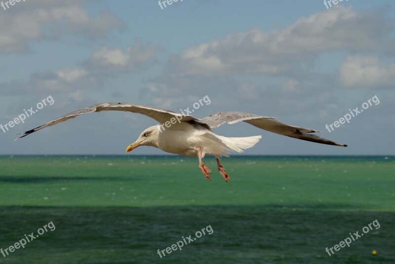 Sea Horizon Sea Bird Goëland Animal