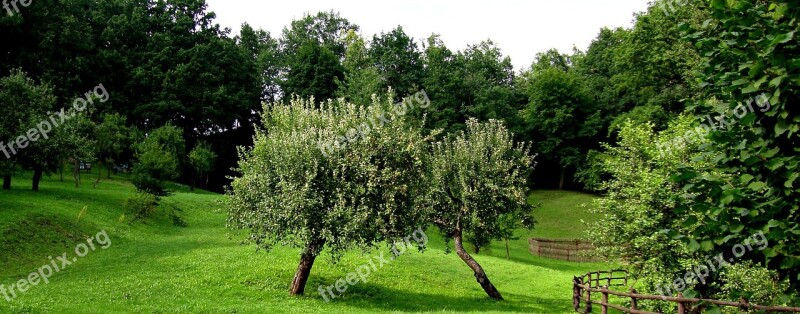 Tree Green Sad Landscape Nature