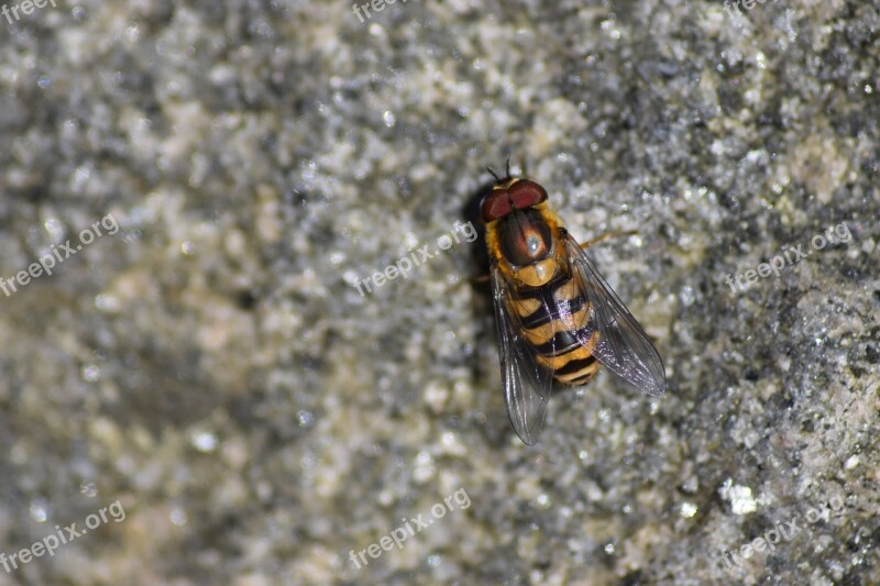 Wasp Stone Nature Finnish Nature Photo