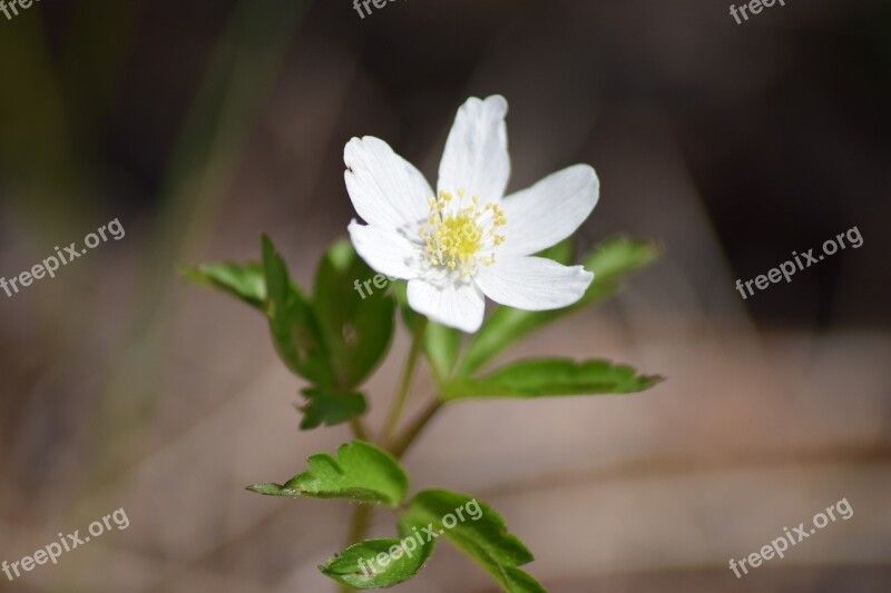 Flower White Nature White Flower Plant