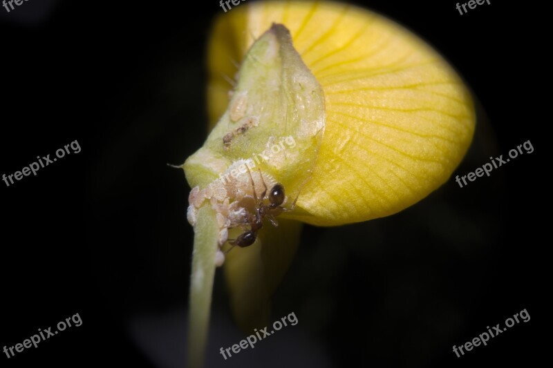 Ant Yellow Material Macro Flower