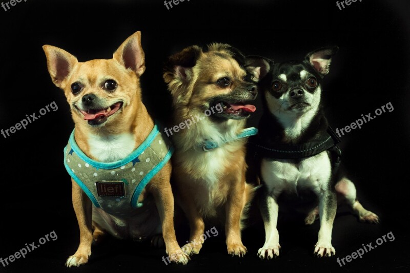 Dogs Calhoun Three Small Dog Breeds Chihuahua