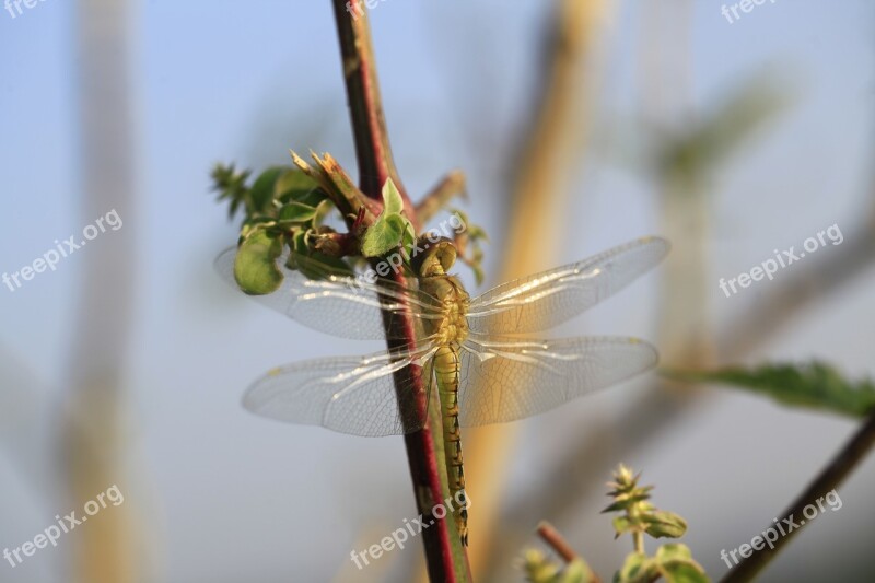 Dragonfly Nature Insects Odonata Fauna