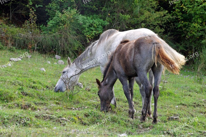 Horse Foal Horses National Park Of Abruzzo Pasture