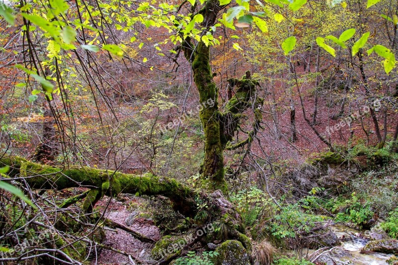 Forest Mountain Tree Branches Broken Branches