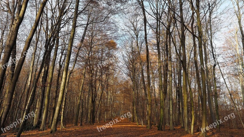 Fall Forest Trees Nature Landscape