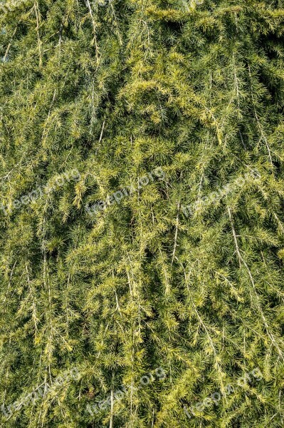 Texture Green Evergreen Tree Branch