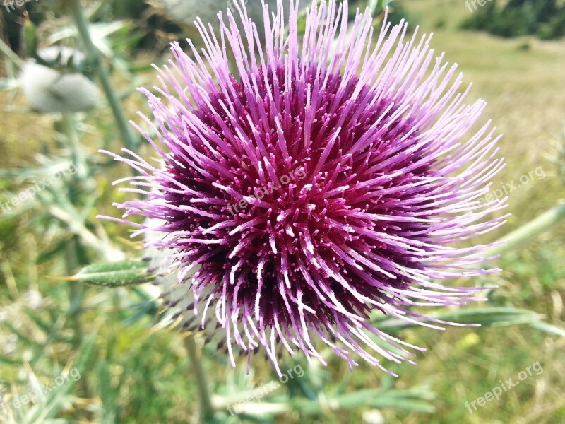 Thistle Flower Bloom Milk Thistle Blossom