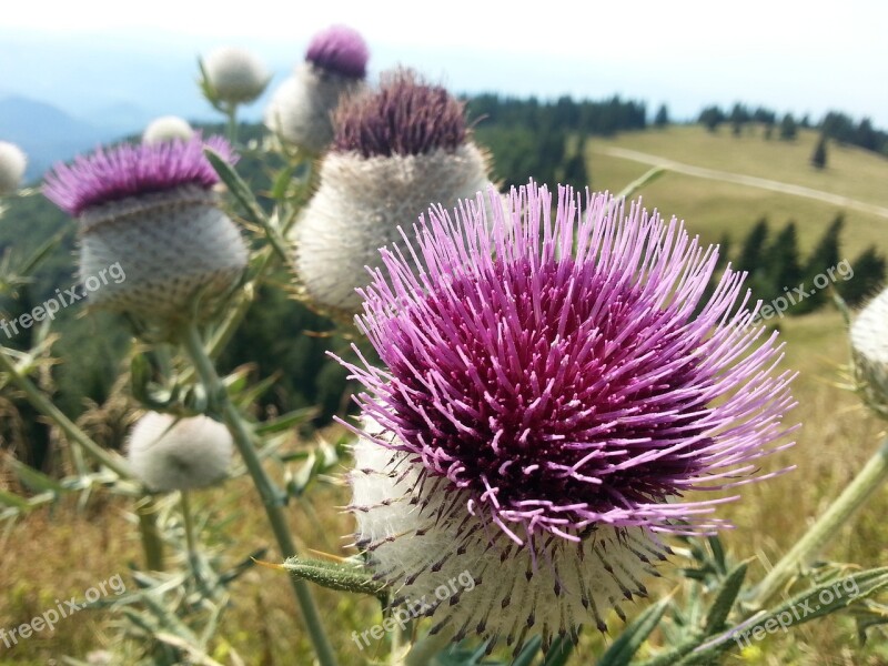 Thistle Flower Bloom Milk Thistle Blossom