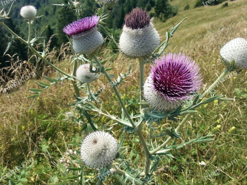 Thistle Flower Bloom Milk Thistle Blossom