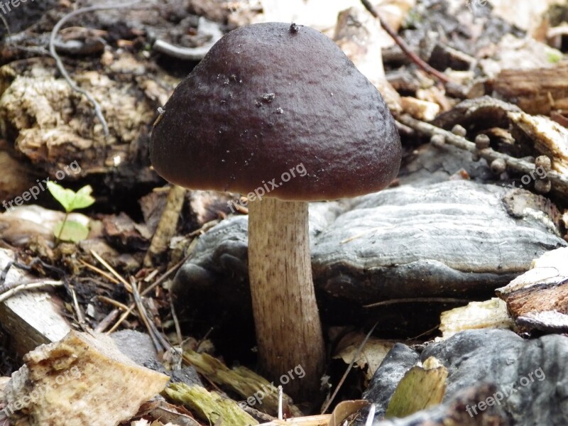 Mushrooms Leccinum Scabrum Forest Brown Autumn