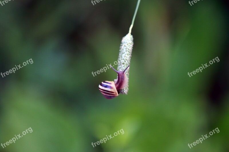 Snail Climbing Blur Green Mollusk