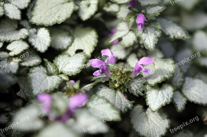 Flower Pink Plant Petal Nature