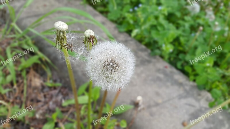 Dandelion Abstract Spring Seeds Dry