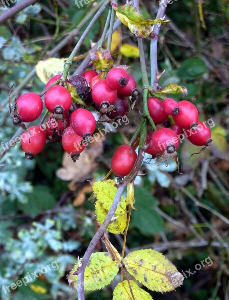 églantines Fruit Red Collection Forest