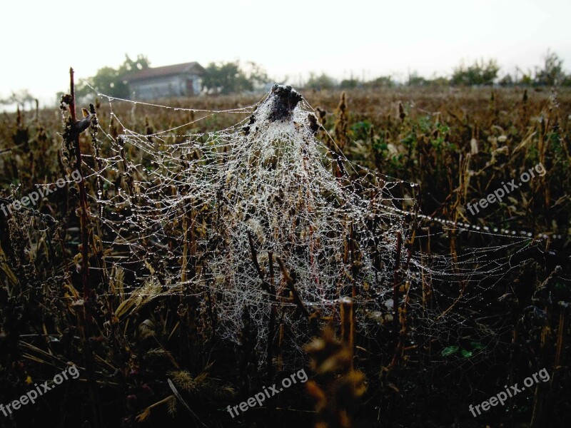 Web Field Autumn Plant Dry Leaf