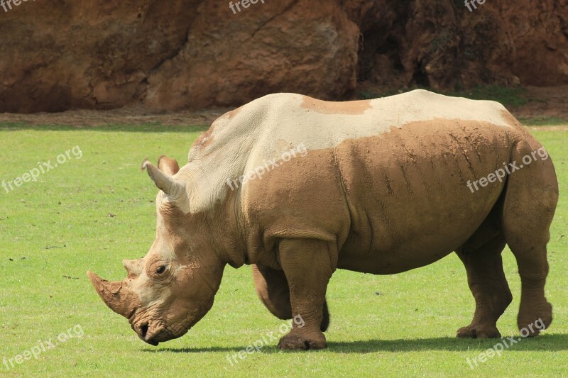 Animals Rhino Zoo Summer Free Photos