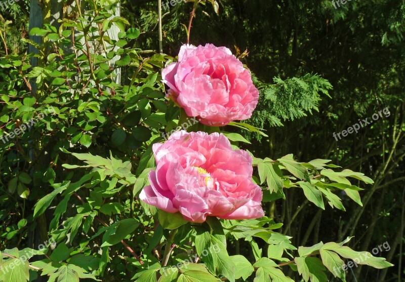 Flower Peony Garden Plant Spring