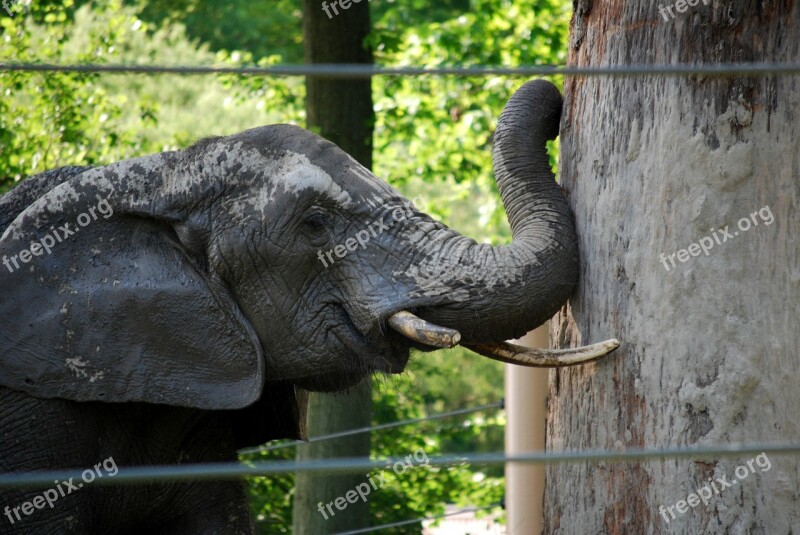 Elephant Determination Obstacle Power Zoo