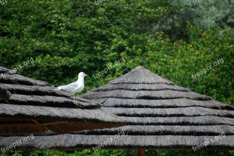 Gull Alone Thatched Roof Zoo Seagull