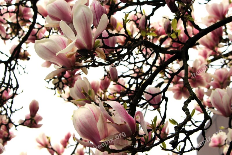 Magnolia Magnolia Tree Spring Pink Flowers