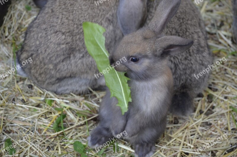 Dwarf Hare Brown Floppy Ear Food Free Photos