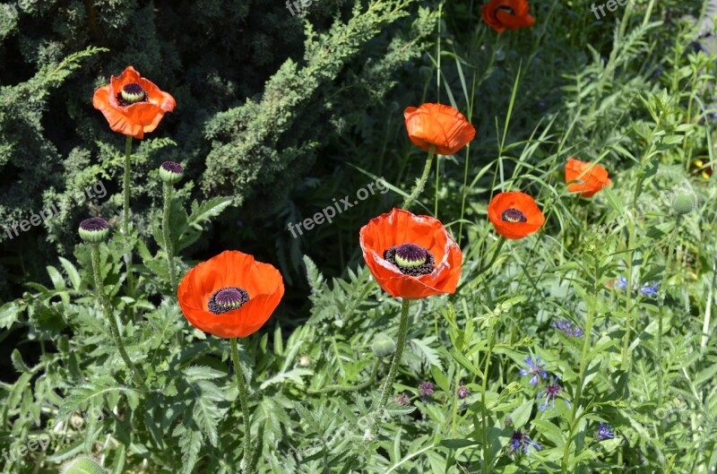 Poppy Flowers Red Poppy Garden Free Photos