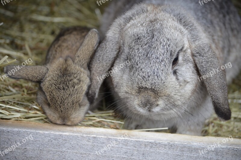 Aries Hare Baby Floppy Ear Silver Free Photos