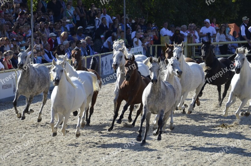 Arabs Flock Arab Breed Thoroughbred Arabian Country Stud