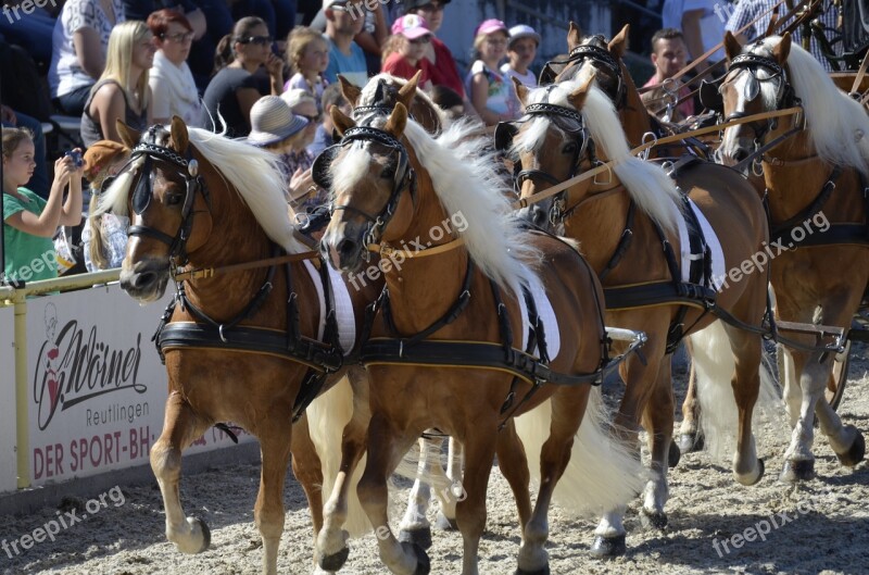 Haflinger Pony Fuchs Mane Horse