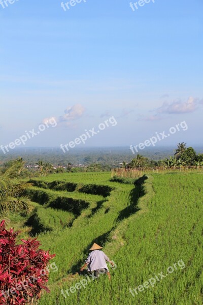 Bali Rice Fields Jatiluwih Unesco World Heritage Indonesia