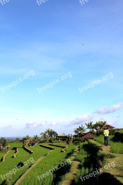 Bali Rice Fields Jatiluwih Unesco World Heritage Indonesia